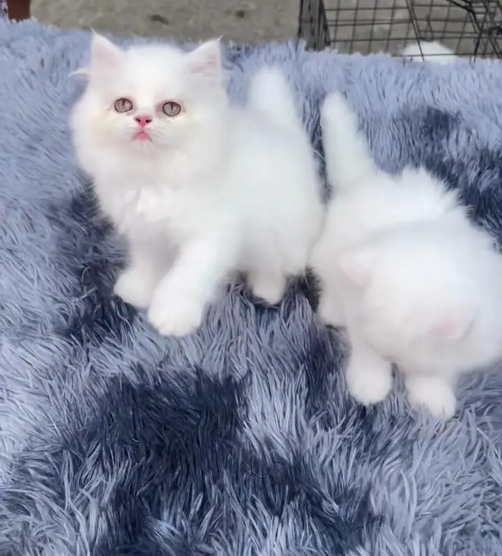 Persian kitten triple Qout. for. . sale my WhatsApp03493731440 — photo 3