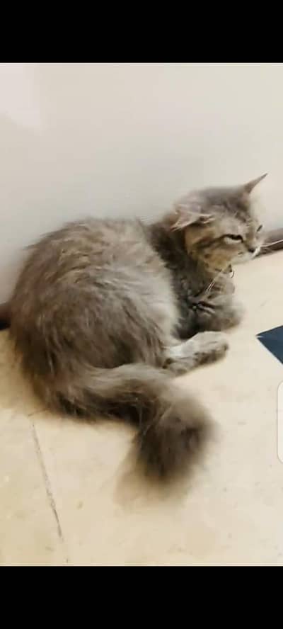 Himalayan Persian Female cat