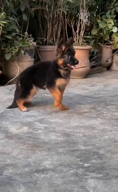 German Shepherd puppies long cot for sale my WhatsApp. 03493731440