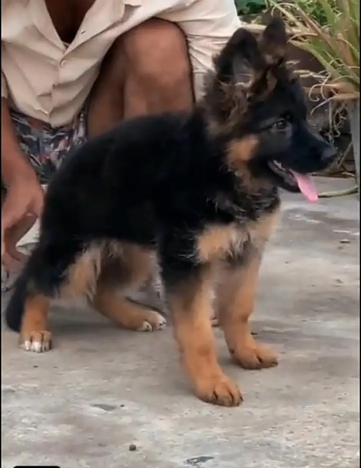 German Shepherd puppies long cot for sale my WhatsApp. 03493731440 — photo 2