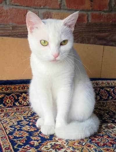 Persian Female Breeder Cat