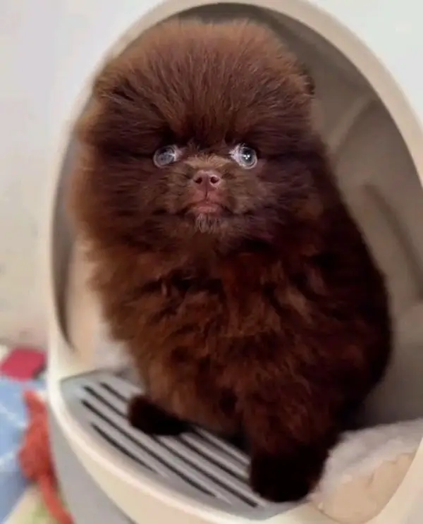 pure Pomeranian puppies dog for sale — photo 3