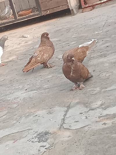 fancy pigeon