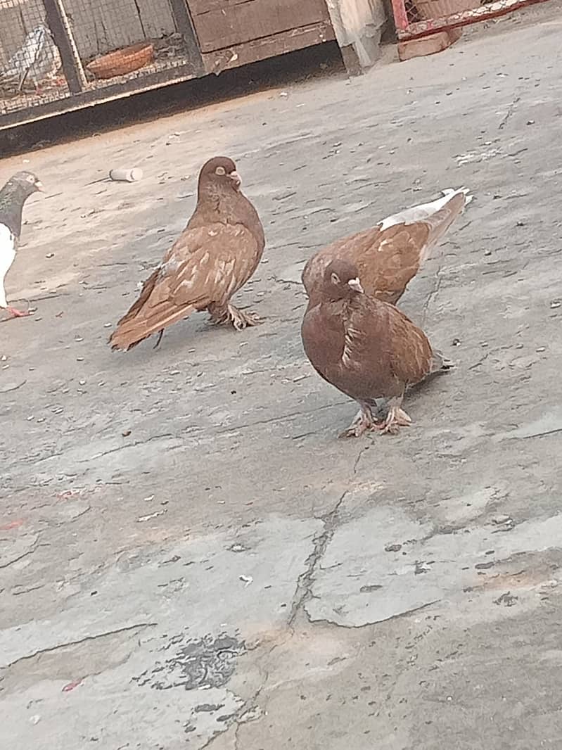 fancy pigeon 0