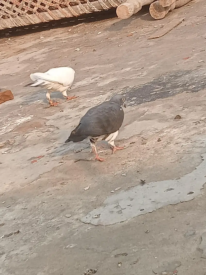 fancy pigeon — photo 3