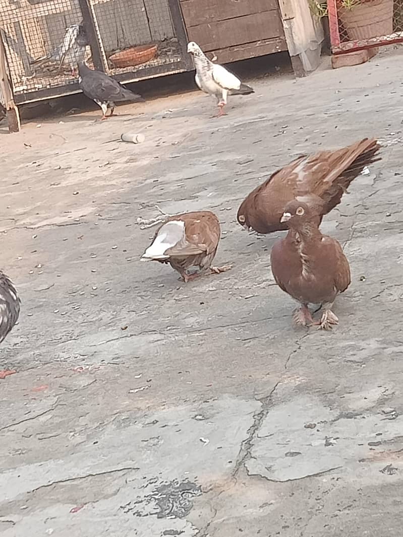 fancy pigeon 4