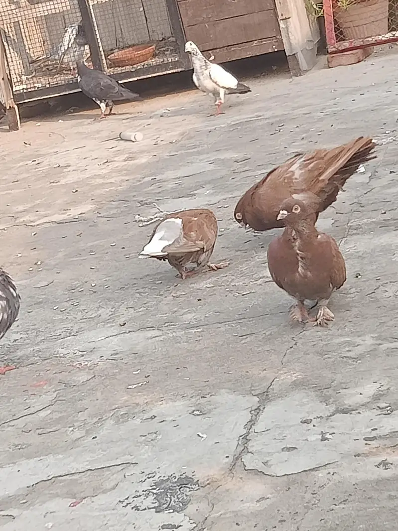 fancy pigeon — photo 5