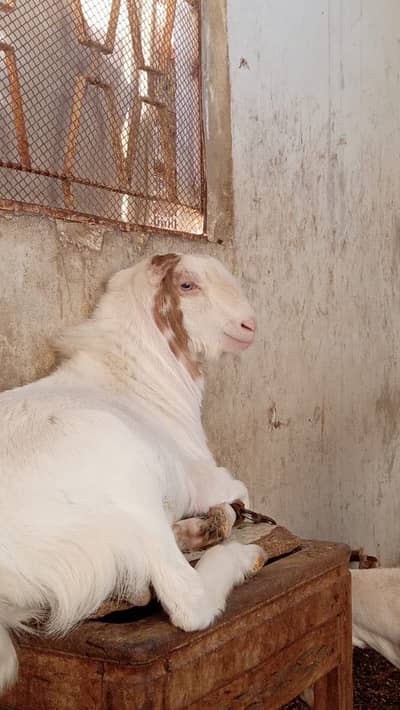 Teddy Gulabi Breeder