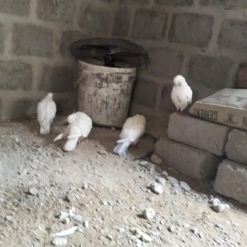 kabootar