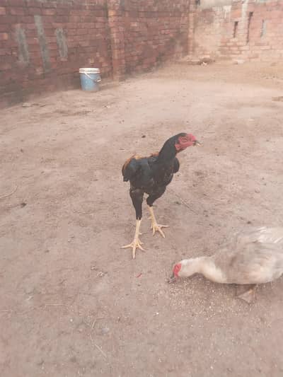 sb sell krny hn murgiya bachy bda murgha or murghi sath m pheasnets b