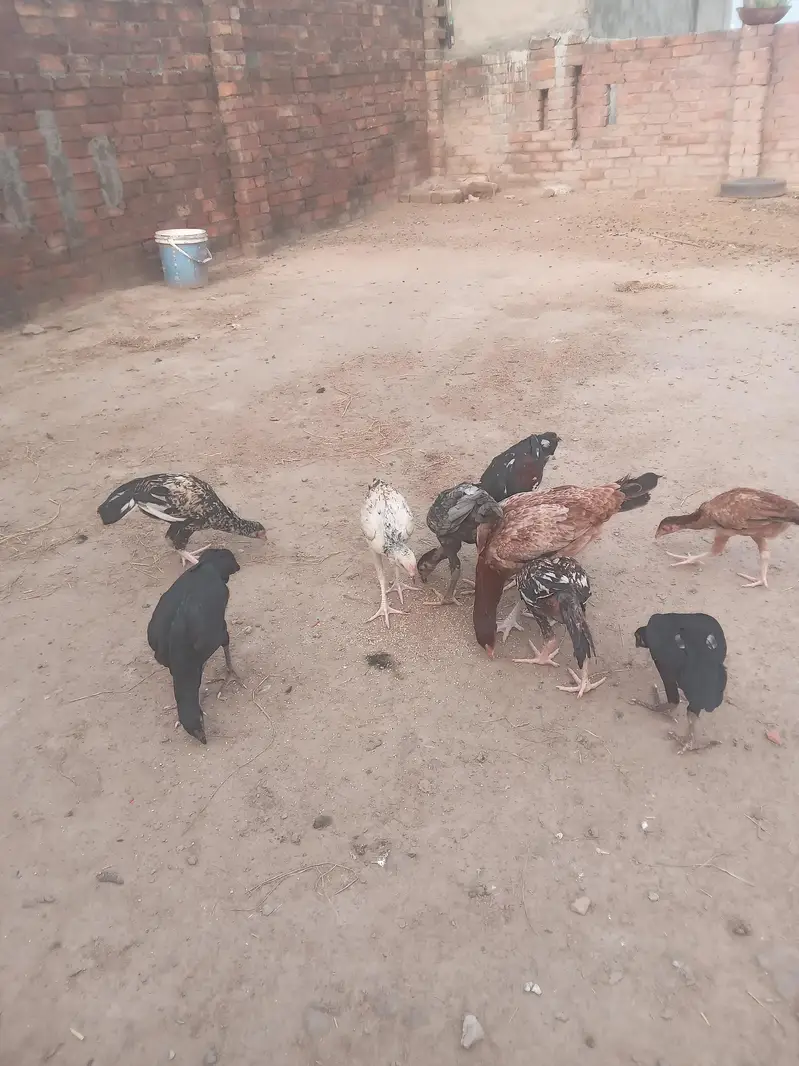 sb sell krny hn murgiya bachy bda murgha or murghi sath m pheasnets b — photo 3