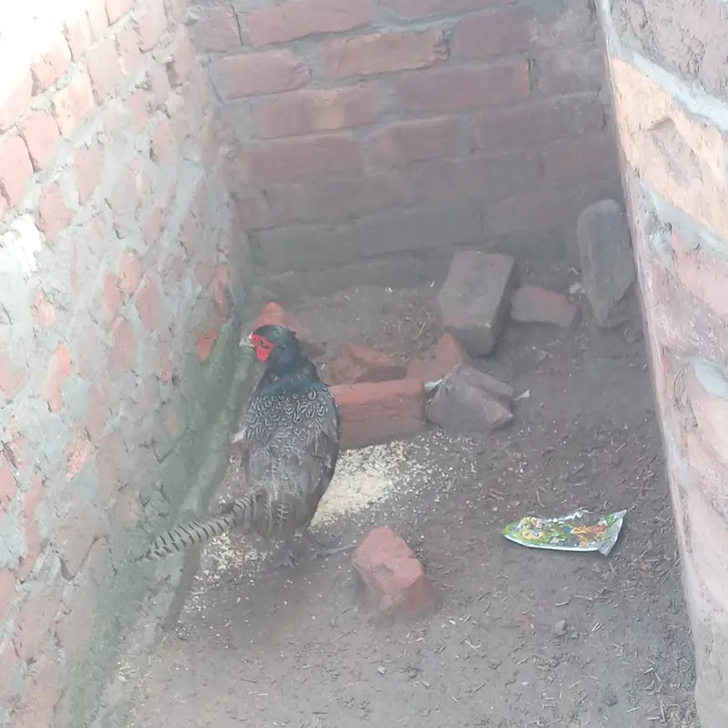 sb sell krny hn murgiya bachy bda murgha or murghi sath m pheasnets b — photo 5