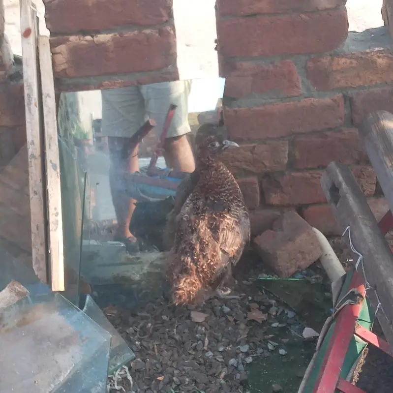 sb sell krny hn murgiya bachy bda murgha or murghi sath m pheasnets b — photo 7