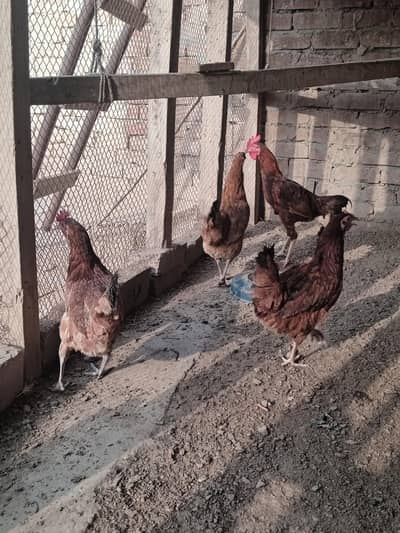 3 female 1 aseel bengum male for sale healty and active