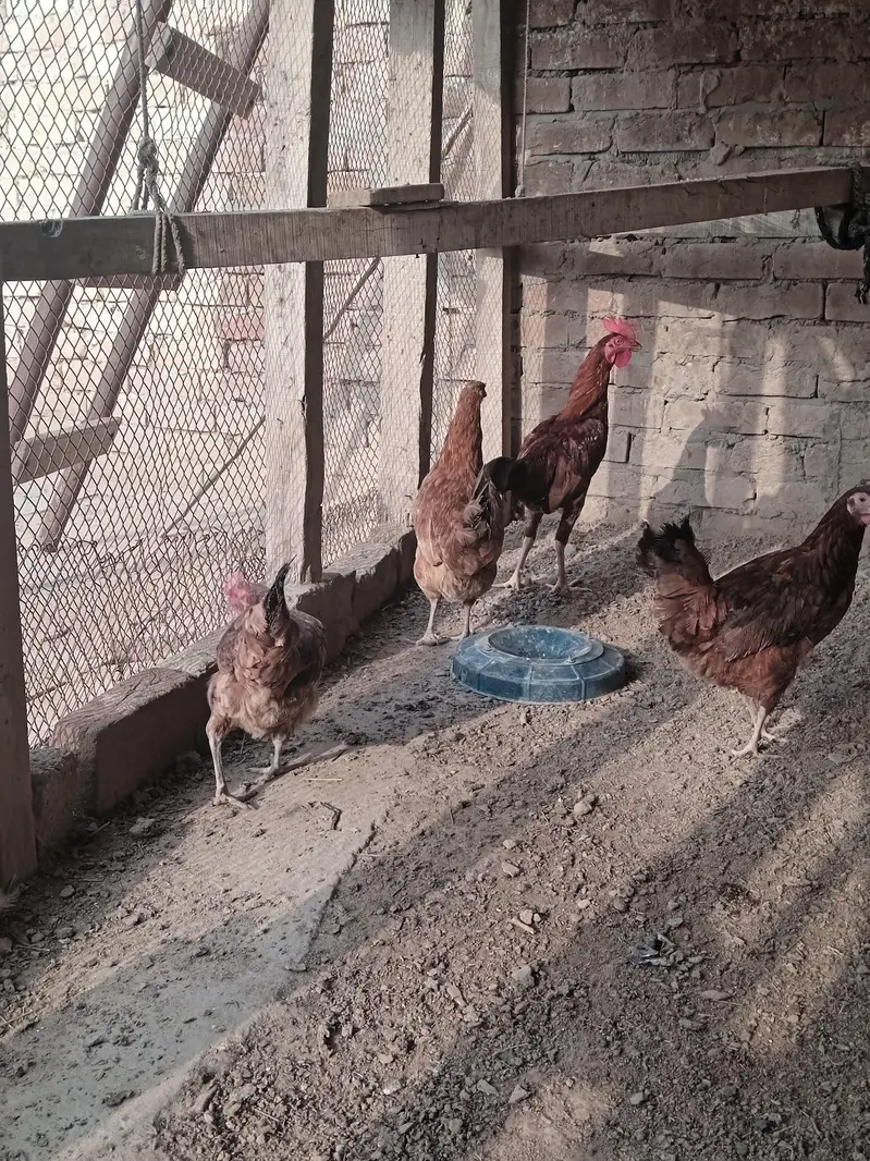 3 female 1 aseel bengum male for sale healty and active — photo 2