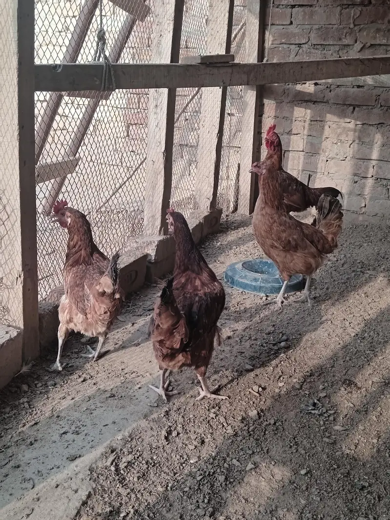 3 female 1 aseel bengum male for sale healty and active — photo 3