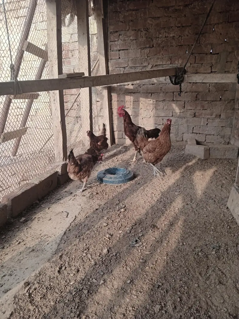 3 female 1 aseel bengum male for sale healty and active — photo 4