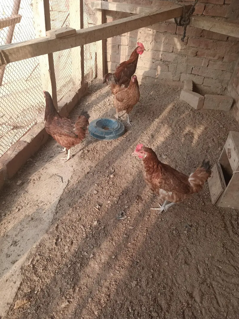 3 female 1 aseel bengum male for sale healty and active — photo 5