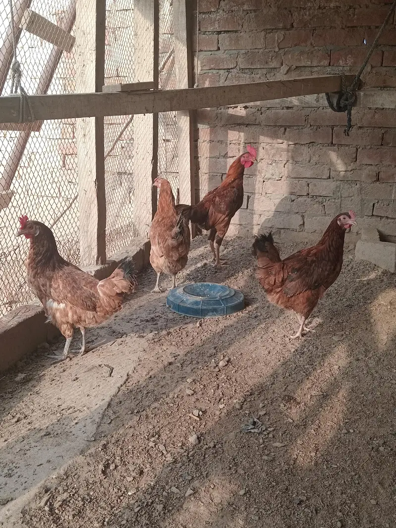 3 female 1 aseel bengum male for sale healty and active — photo 6