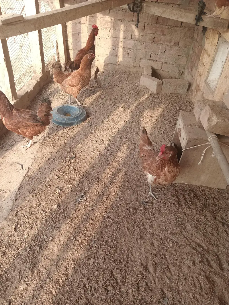 3 female 1 aseel bengum male for sale healty and active — photo 7