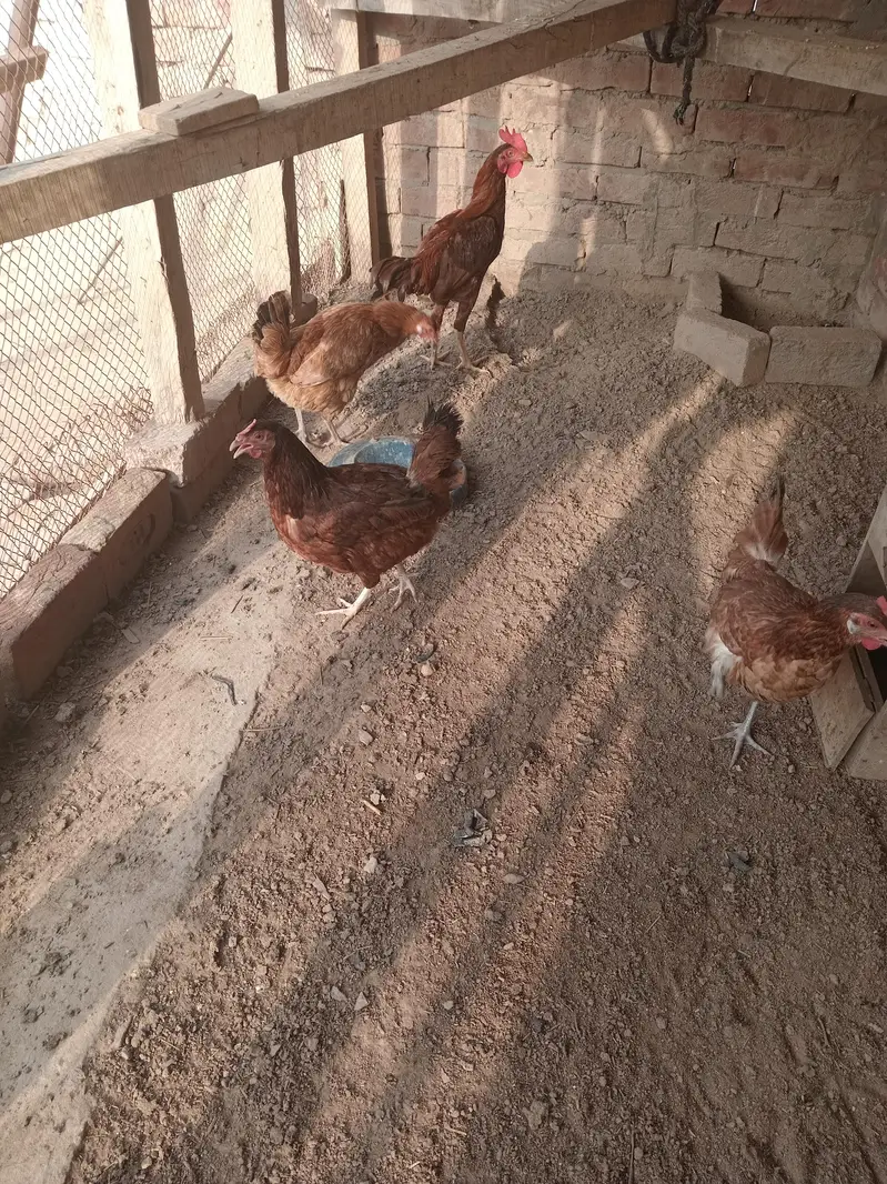 3 female 1 aseel bengum male for sale healty and active — photo 8