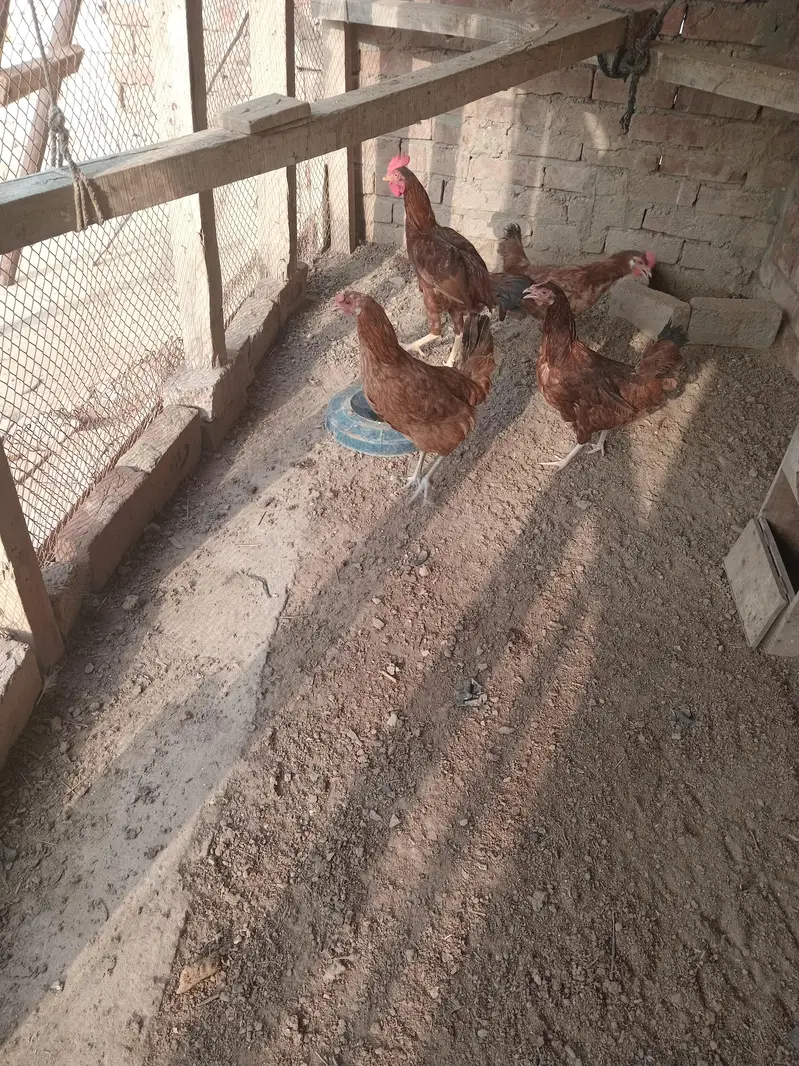 3 female 1 aseel bengum male for sale healty and active — photo 9