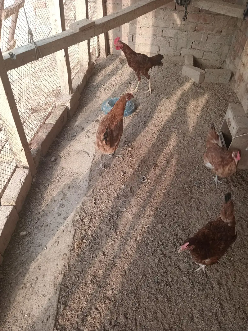 3 female 1 aseel bengum male for sale healty and active — photo 10