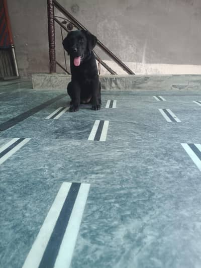 quilty black beauty female avilbal pure British apple head
