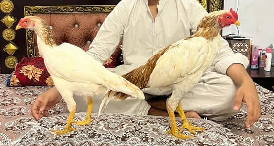 PEER SYED ALLAH BAQADH WALA PEELA WITH PROF