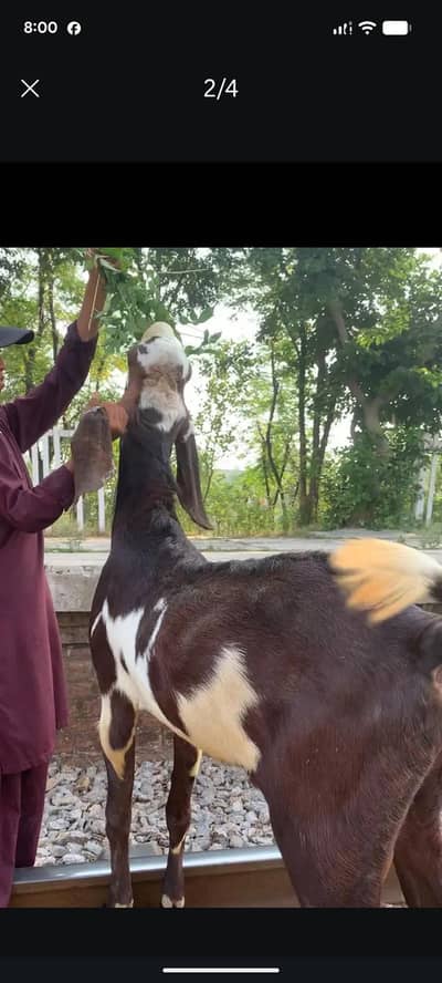 For bakri crossing