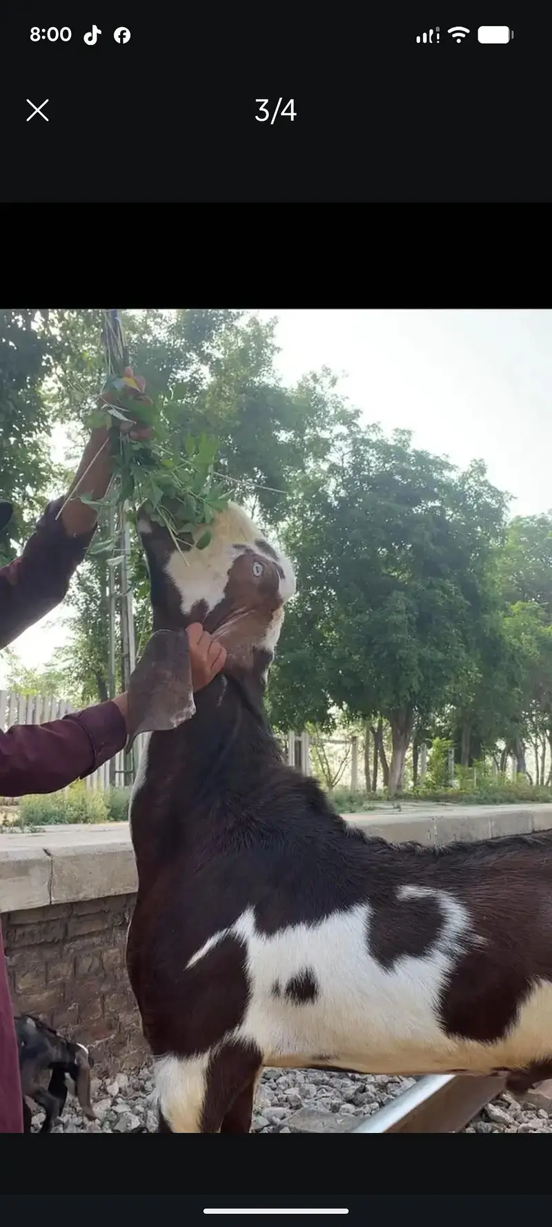 For bakri crossing — photo 3