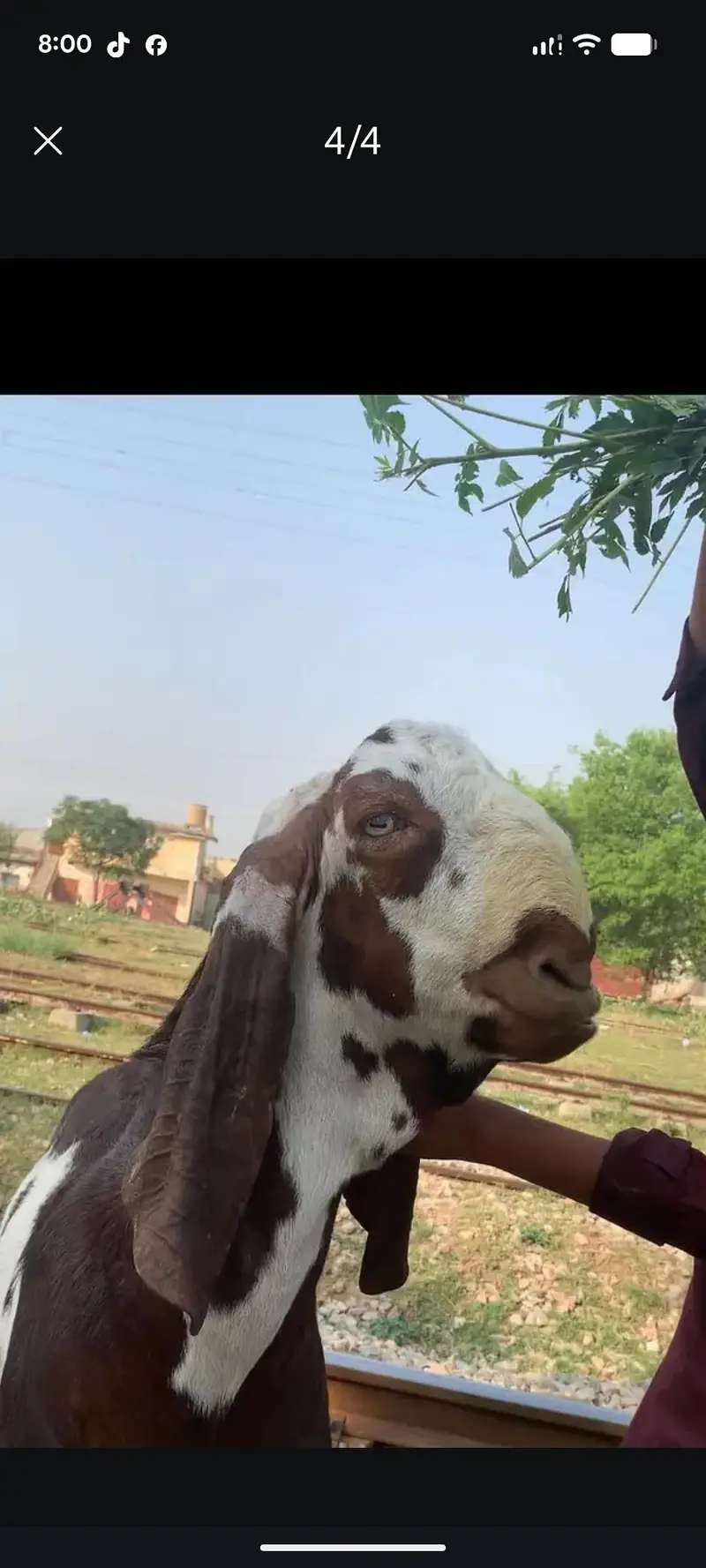 For bakri crossing — photo 4