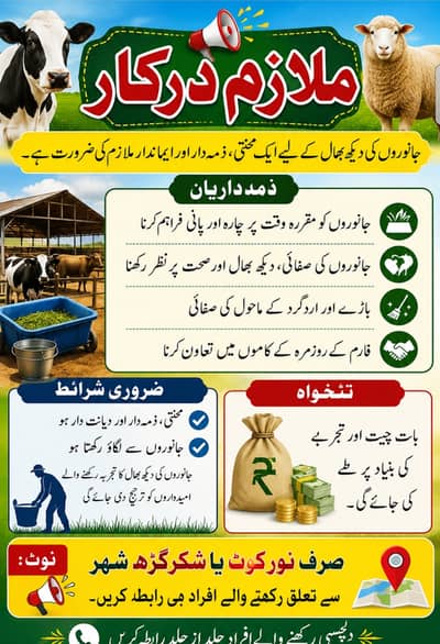 Muje ik banda chahiay haveli main rakhnay k liay send me inbox cell nu