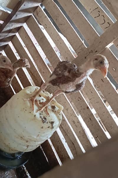 Mianwali bloodline chiks