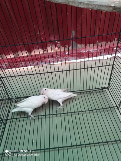 albino lovebirds pair 1 albino male