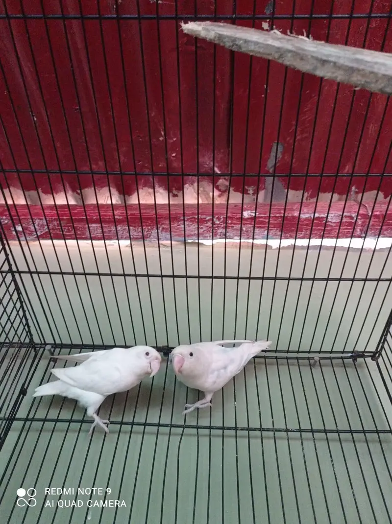 albino lovebirds pair 1 albino male — photo 2