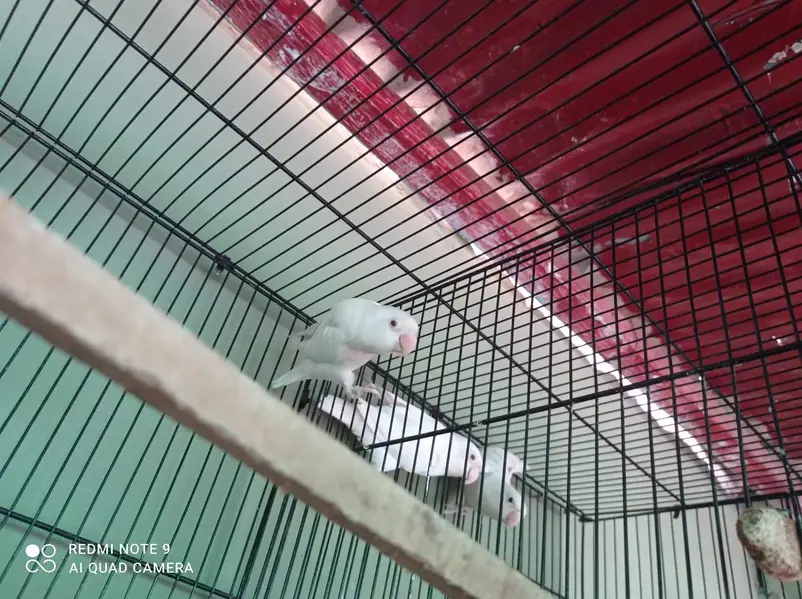 albino lovebirds pair 1 albino male — photo 3