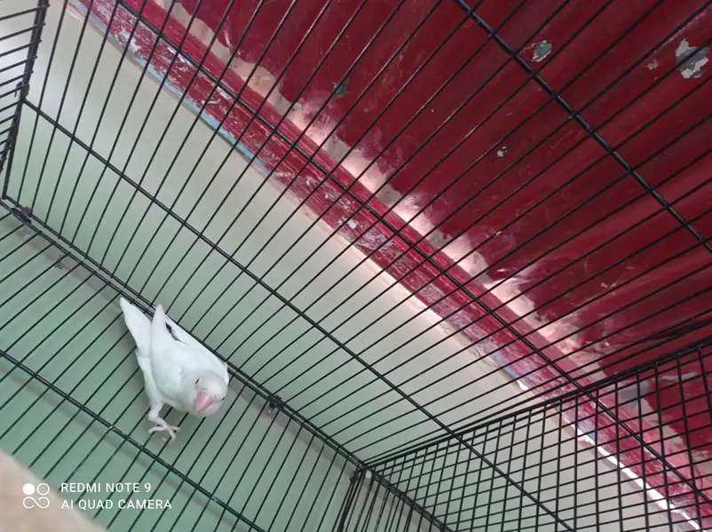 albino lovebirds pair 1 albino male — photo 4