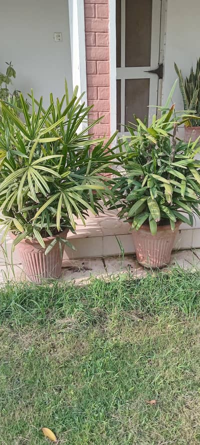 Complete Garden Clearance Sale 44 x plants