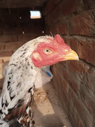 aseel for sale Whatsapp number 03225996138