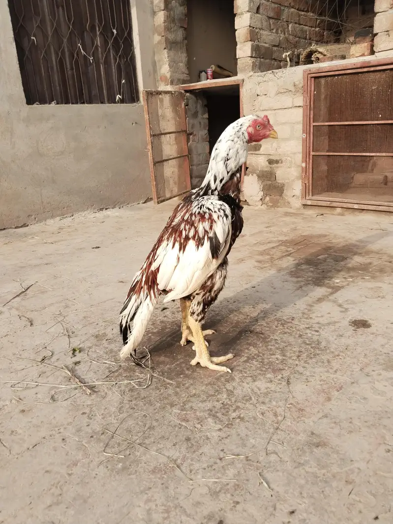 aseel for sale Whatsapp number 03225996138 — photo 3