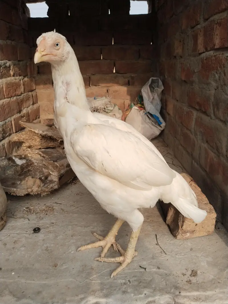 aseel for sale Whatsapp number 03225996138 — photo 6
