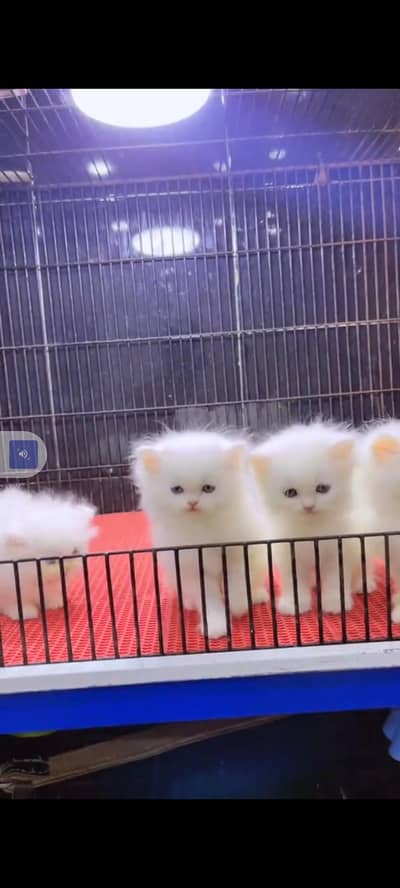 Persian cat for sale female my WhatsApp 302=69=41=814