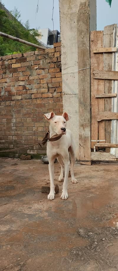 gultair dog kohati 03415119492 male urgent for sale age 10 month