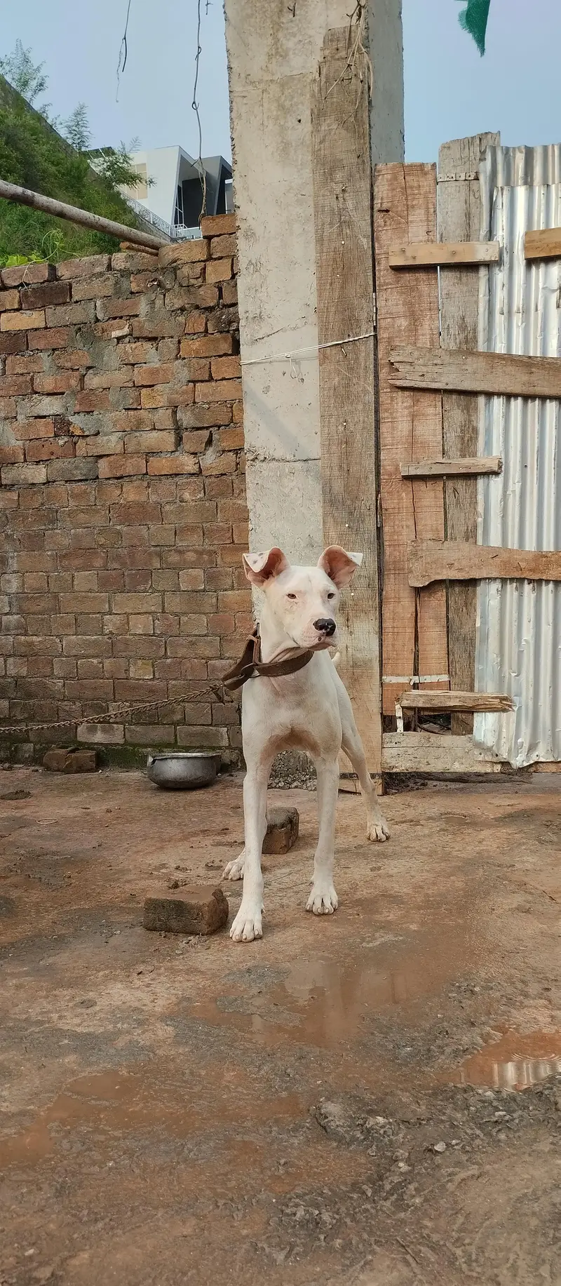 gultair dog kohati 03415119492 male urgent for sale age 10 month — photo 3