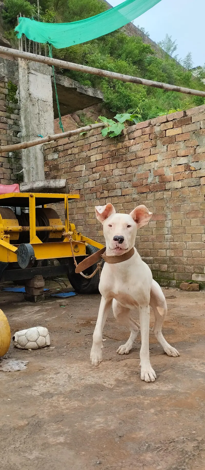 gultair dog kohati 03415119492 male urgent for sale age 10 month — photo 4