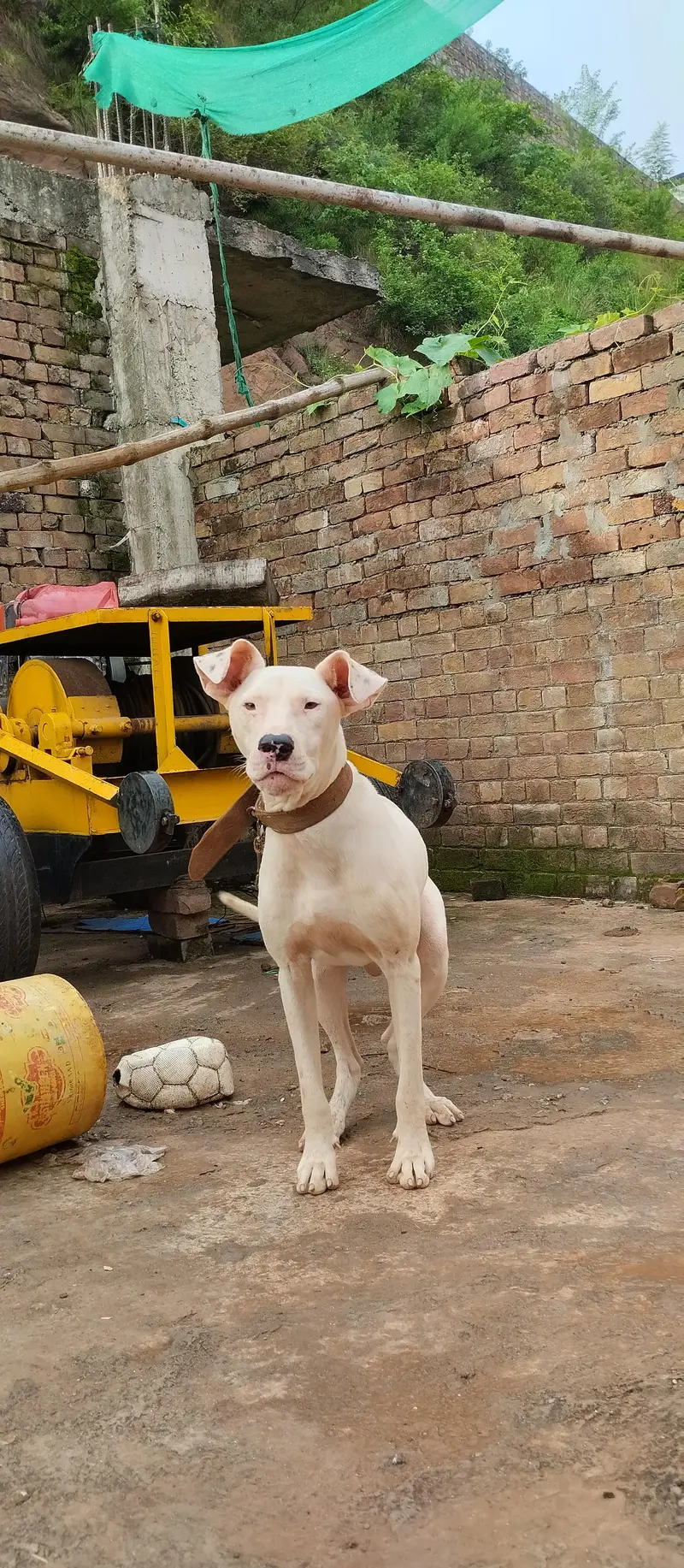 gultair dog kohati 03415119492 male urgent for sale age 10 month — photo 5