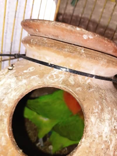 love bird green fischer male and green pline female