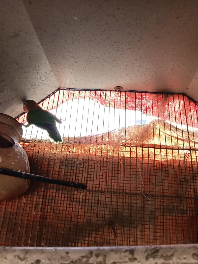 love bird green fischer male and green pline female — photo 2