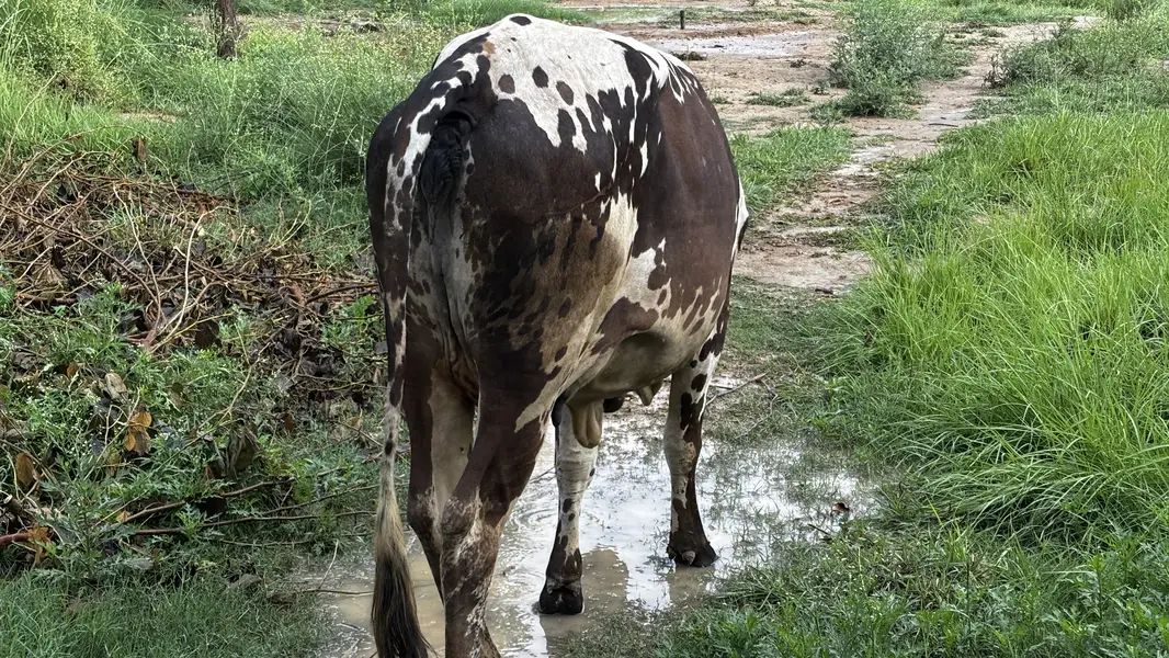 COW WITH BABY FOR SALE — photo 2
